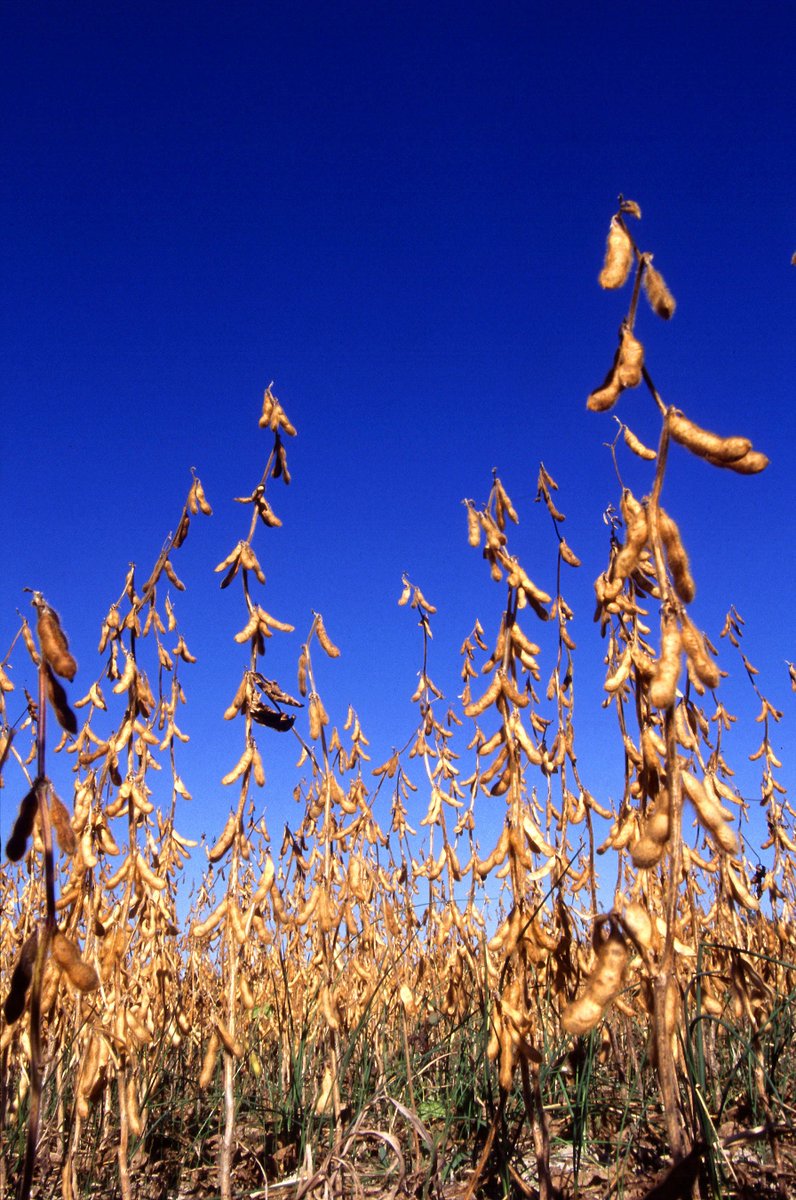 #ICYMI: We talked strip trials w/ <a href="/OnFarmNetworkIA/">On-Farm Network</a> Tristan Mueller | goo.gl/SU6yQL #plant16 <a href="/TAMueller22/">Tristan Mueller</a>
