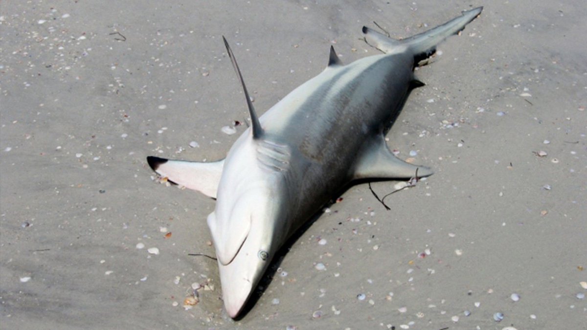 ClickHole's tweet photo. We Cut Open This Shark’s Stomach But There Wasn’t Anything Cool Inside https://t.co/otzItQZKVH #NextWeekOnClickHole https://t.co/ypHuqXTlqt
