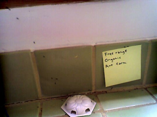 How To Prevent and Get Rid of Ants in the Kitchen via <a href="/TheKitchn/">The Kitchn</a> ow.ly/ZCGEl