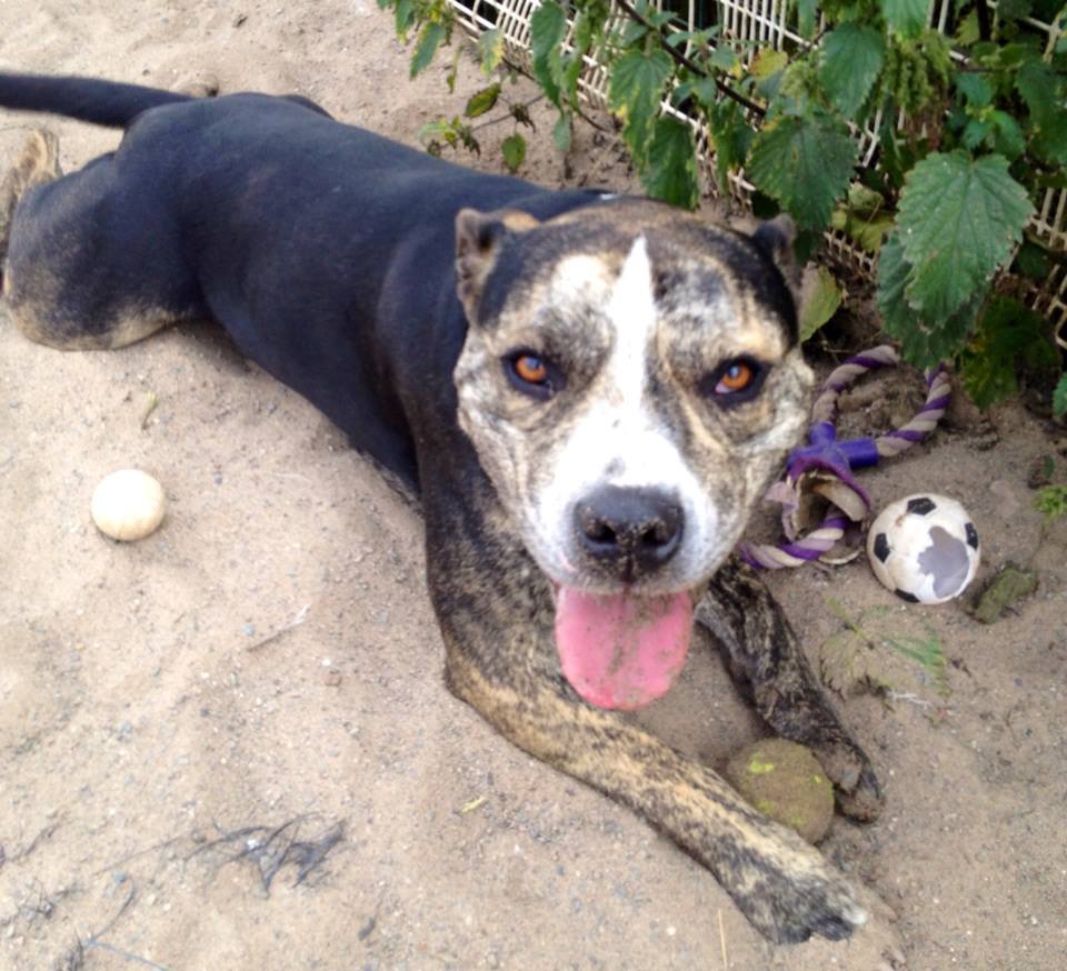RDR_Dogs's tweet photo. Hello twitterpals..!! I've had a bit of a rest from tweeting for a little while. Have you missed me.?? https://t.co/Y0Uk9cfuEL