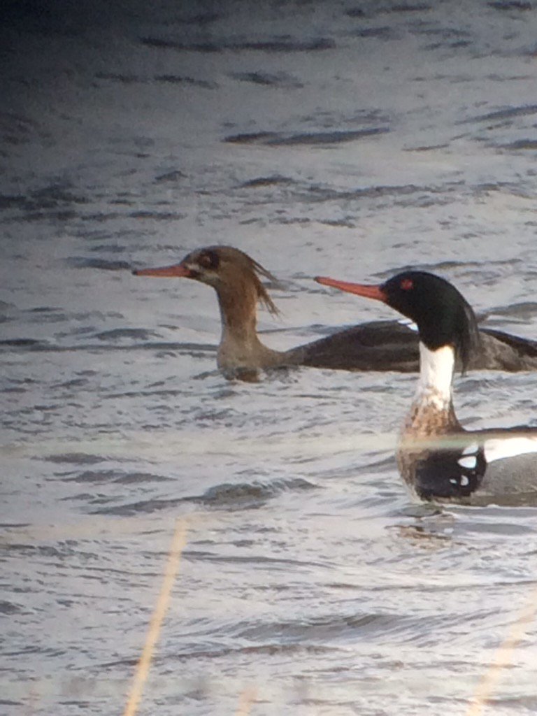 andyH148's tweet photo. @clevelandbirds 
Red Breasted Merganser from Saltholme, making a brief visit to Doorman's Pool this pm https://t.co/3Xarpb8Fy0