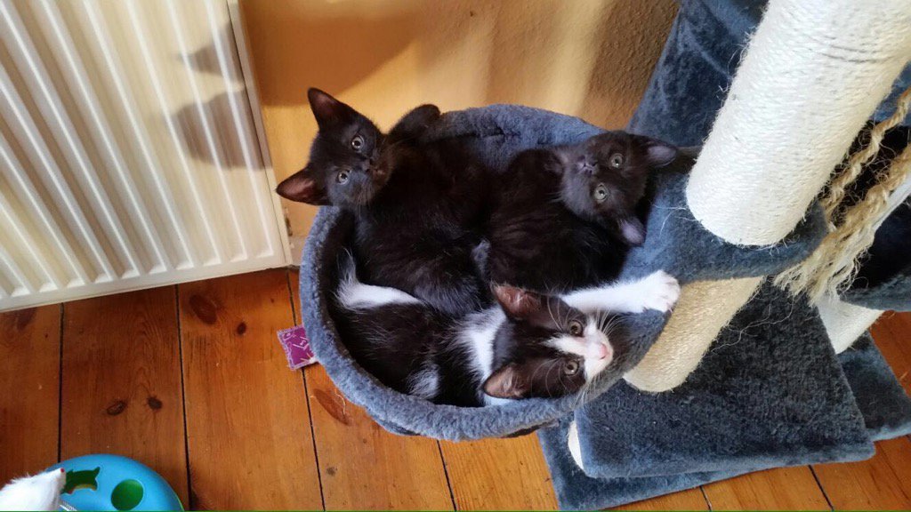 Elverojaguar's tweet photo. 🐾😺🐾😻🎈😽❤️ btw the cutie has still a time ahead w her siblings &amp; mom ... https://t.co/FT4a0dGpdW