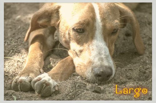REFUGIOLACANDEL's tweet photo. #LARGO lLleva demasiado tiempo en el refugio pero no pierde la esperanza que alguien lo adopte #ADOPTA @lluvia_rojo https://t.co/4zIFJ7jsF7