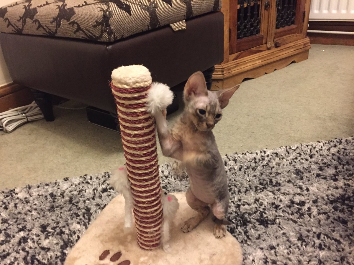 Hecate_Hellfire's tweet photo. "Look, I killed a fluffy mouse one handed!" #dextherex #devonrex #ownedbyacat https://t.co/k1l0FSwTa6