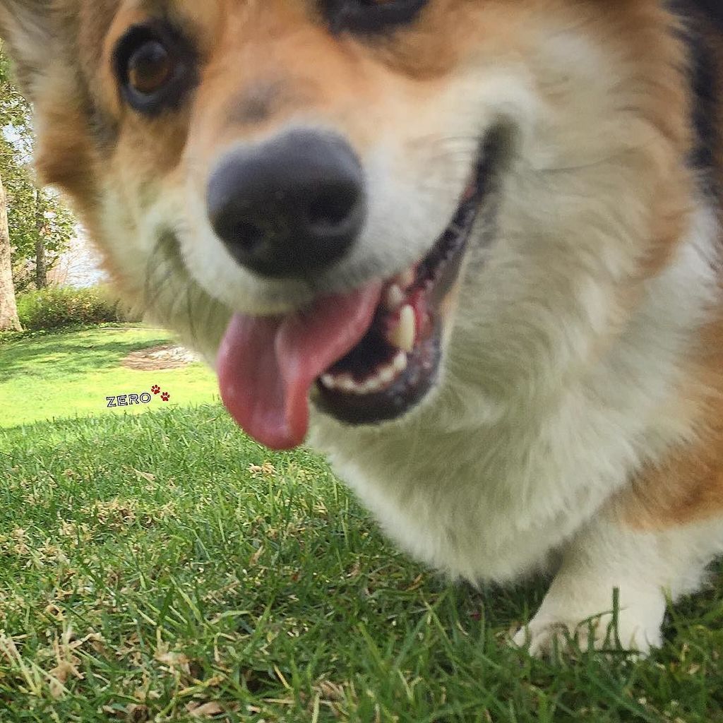corgi_zero's tweet photo. Friday? Is that you? Are you really finally here? #TGIF #FinallyFriday #ItsFridayItsFriday… https://t.co/ZgQC3NZVQg https://t.co/hSXFy6ivLn