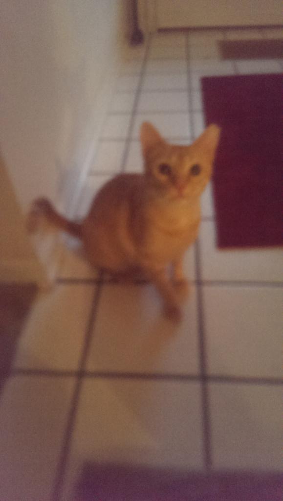 THEOCTOPUSARMY's tweet image. She grew up so fast 😟