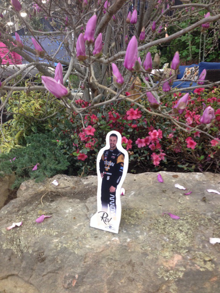 BossoTeree's tweet photo. #5flower and patio show👍🏻🏁🌻#FlatHinch https://t.co/DZRabeudvH