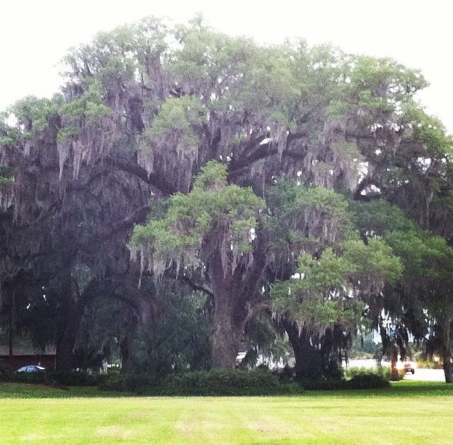 Beach__Life_'s tweet image. One of the many reasons I love living in Florida! #oldoaktree #spanishmoss #beautiful #recentlymovedhere #lovingit