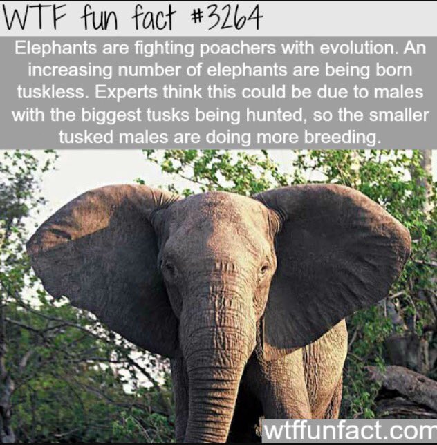 RFFDaily's tweet image. 🐘❤️🐘