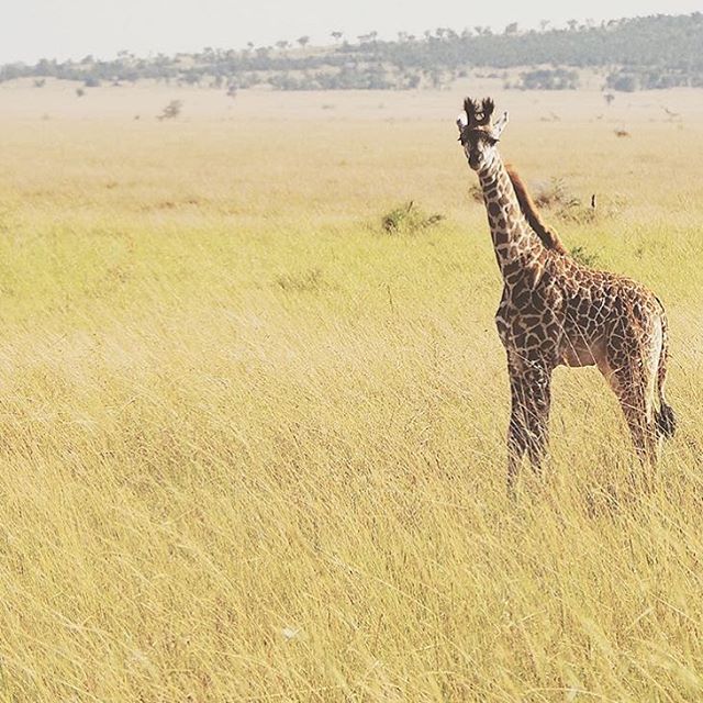 flyfromTLH's tweet image. Have you been on a safari? Tanzania. #FareCompare Photo by @worldwanderlust