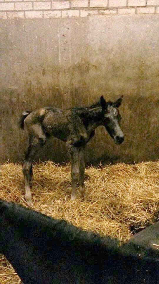 Bretton Woods tweet media