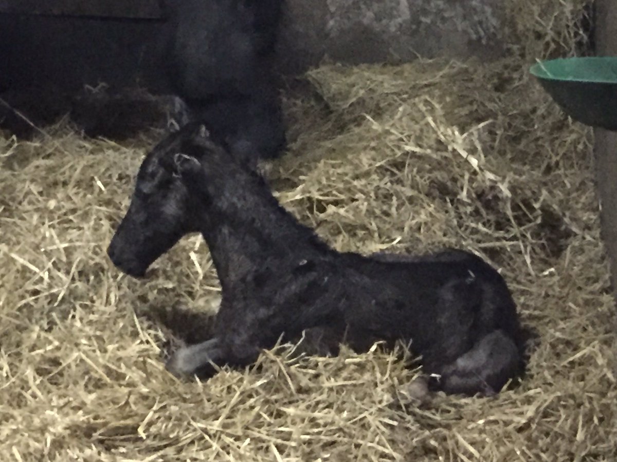 Bretton Woods tweet media