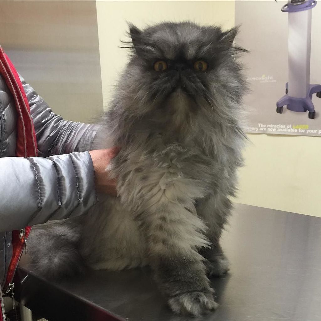 Chatchatcatcat's tweet photo. "Vasya" #persian #persiancat #instacute #instacat #gray#statenisland #si #catsofinstagram #cute #hylan #hylananimal… https://t.co/RRR49m778f