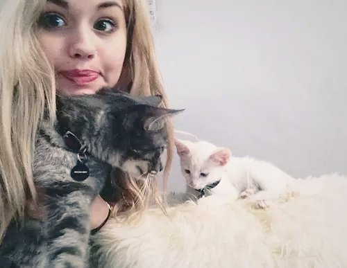 debbyuniverse's tweet photo. I love your cats @debbyryan they are so cute♡♥ https://t.co/MqTUf4irKQ