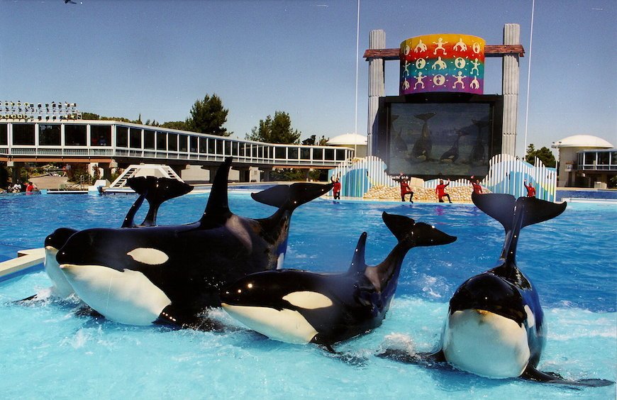 jasminenetsena's tweet photo. “@SELFmagazine: How a former orca trainer feels about SeaWorld’s BIG killer whale news: https://t.co/5UVo6CERiL https://t.co/YhSfceffHD”