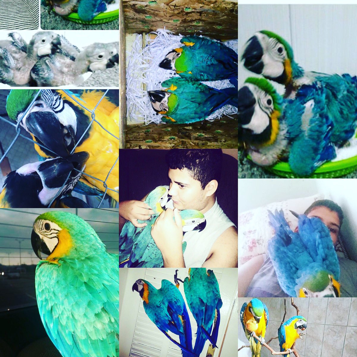 caio_mauricio16's tweet image. Um ano dos filhos !!! #BluEJade #AraraCaninde #Macaw