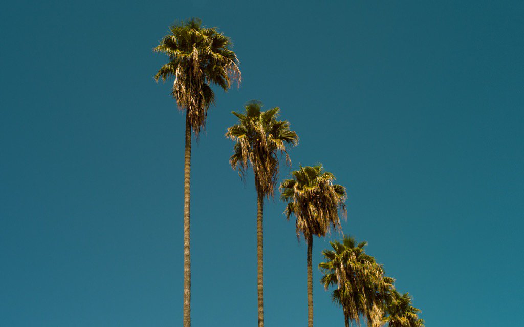 thisa_guy's tweet image. Cali Love. #California #cali #bluesky #palmtrees #life @VisitCA