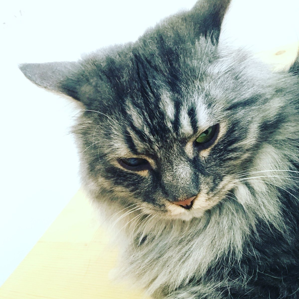 PosturalQueen's tweet image. #mood Happy Friday y'all! I'd be happy if it wasn't for all male haters sending me shitty messages. Leave me alone.