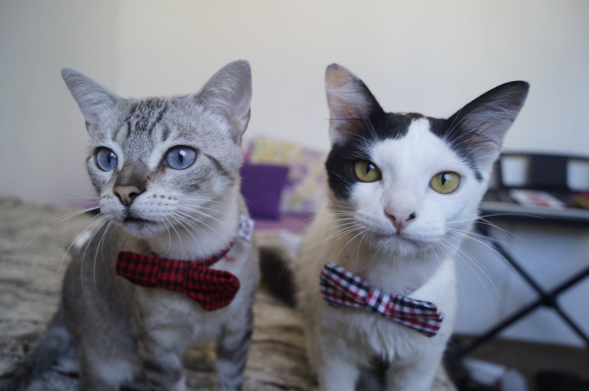 wtfmiu's tweet image. espera vc disse que vai ter comida grátis???