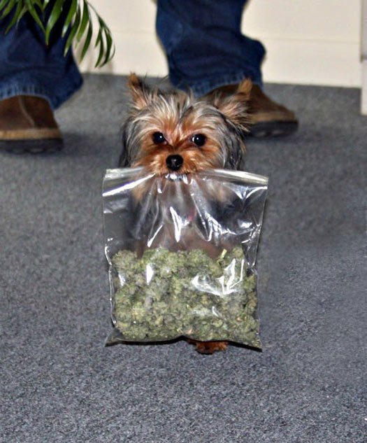 BuzzedWeed tweet picture