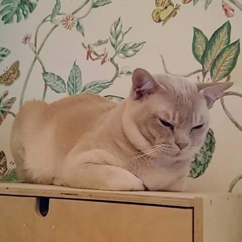 Chatchatcatcat's tweet photo. S*Lovestory's Warcraft Medivh 😻
#burmese #burmesecat #cremecat #cremeburmese #instacat by maryhlmn https://t.co/UR62W4M75g