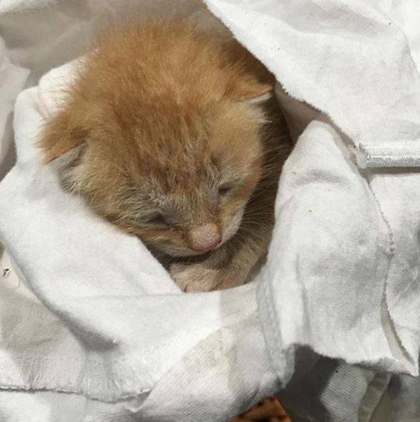 NSALA Nat'l Spokesperson @BethOStern helped one of her Instagram followers bring this little orange nugget to us!