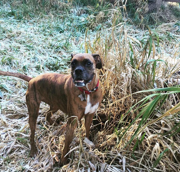 LakedaleResort's tweet photo. Dogs seem to be a little happier when at Lakedale. Enjoy specials deals when bringing your pup PC: @joleenzanuzoski https://t.co/1bWvTP01DT