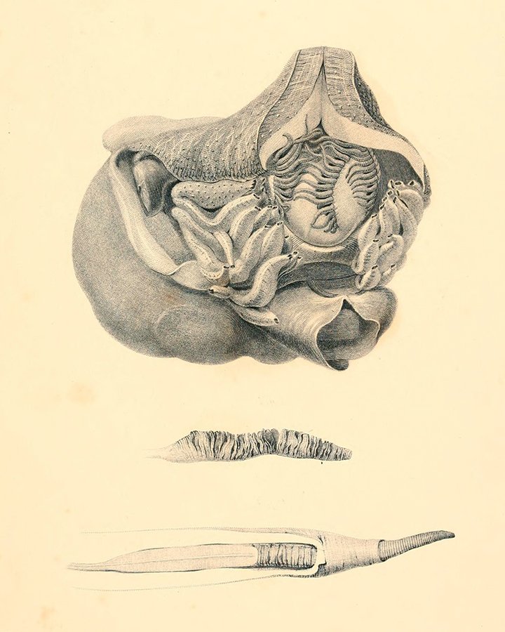 BioDivLibrary's tweet photo. Richard Owen's "Memoir on pearly nautilus" desc. chambered nautilus for 1st time in detail https://t.co/rqjDp098wB https://t.co/Tq94rgf9xl