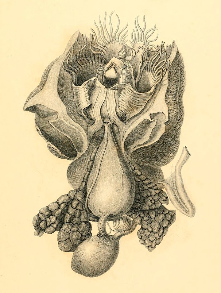 BioDivLibrary's tweet photo. Richard Owen's "Memoir on pearly nautilus" desc. chambered nautilus for 1st time in detail https://t.co/rqjDp098wB https://t.co/Tq94rgf9xl