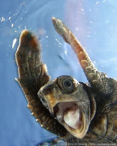 meetmebythewave's tweet photo. When people hear about #MeetMeByTheWave shirts coming soon.... ๐ค๐ผ๐ #SaveTheOceans #SaveTheAnimals https://t.co/mvDPdnIsNt