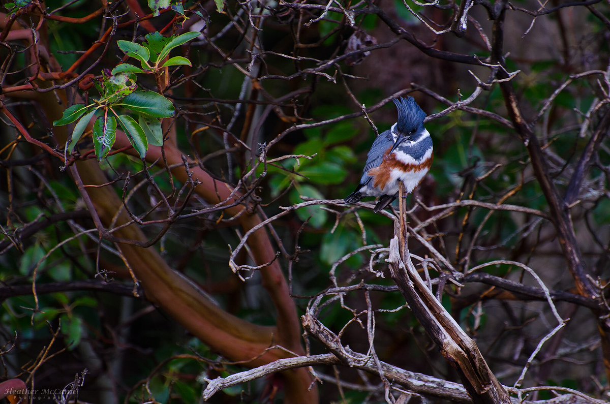 Kingfisher <a href="/BCFerries/">BC Ferries</a> #BCFWildlife contest #wildlife #photography
