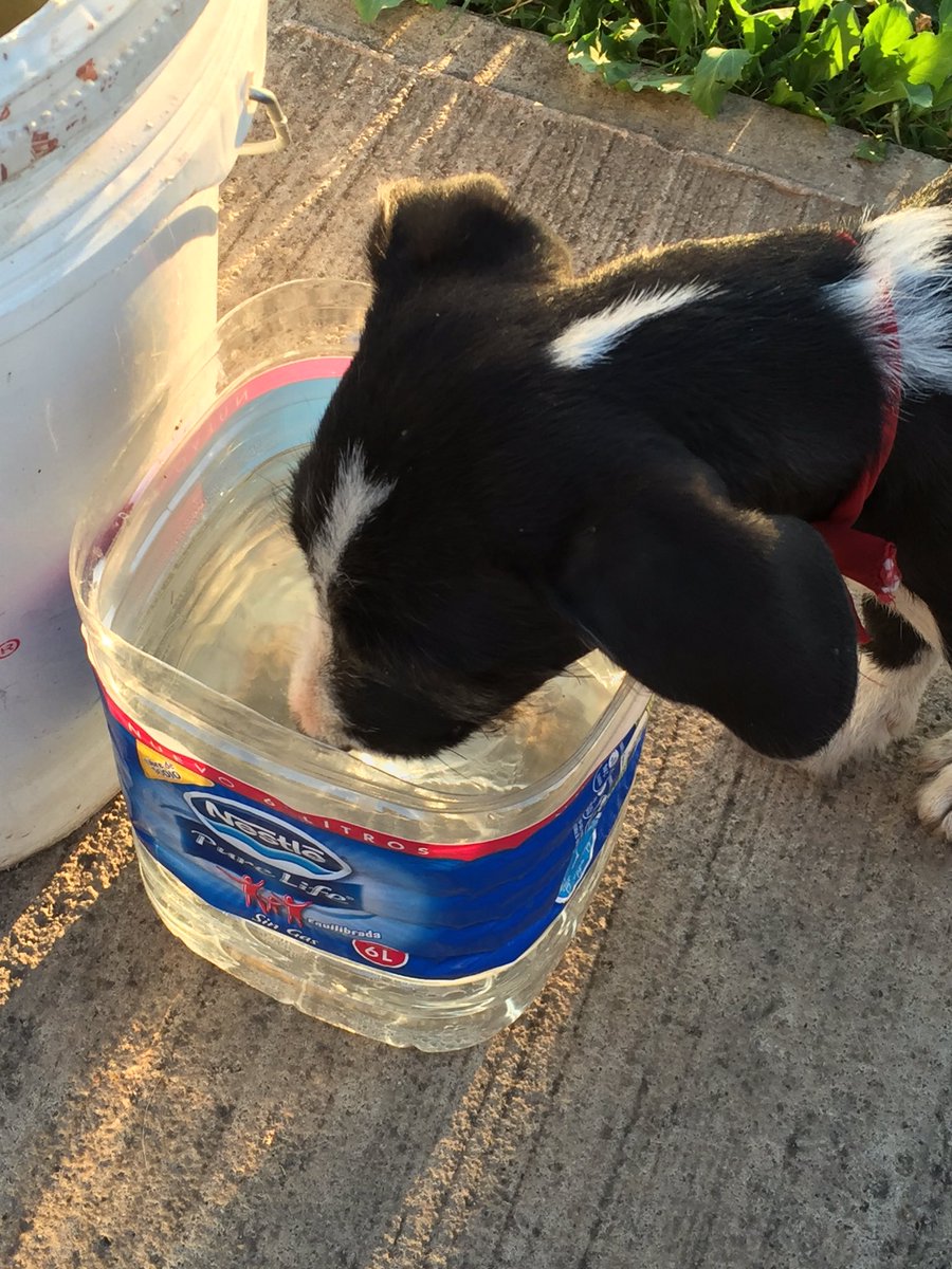 Abandonado hace un rato, 2 meses, macho demasiado obediente en busca de #AdopcionResponsable.
Lo entrego castrado RT