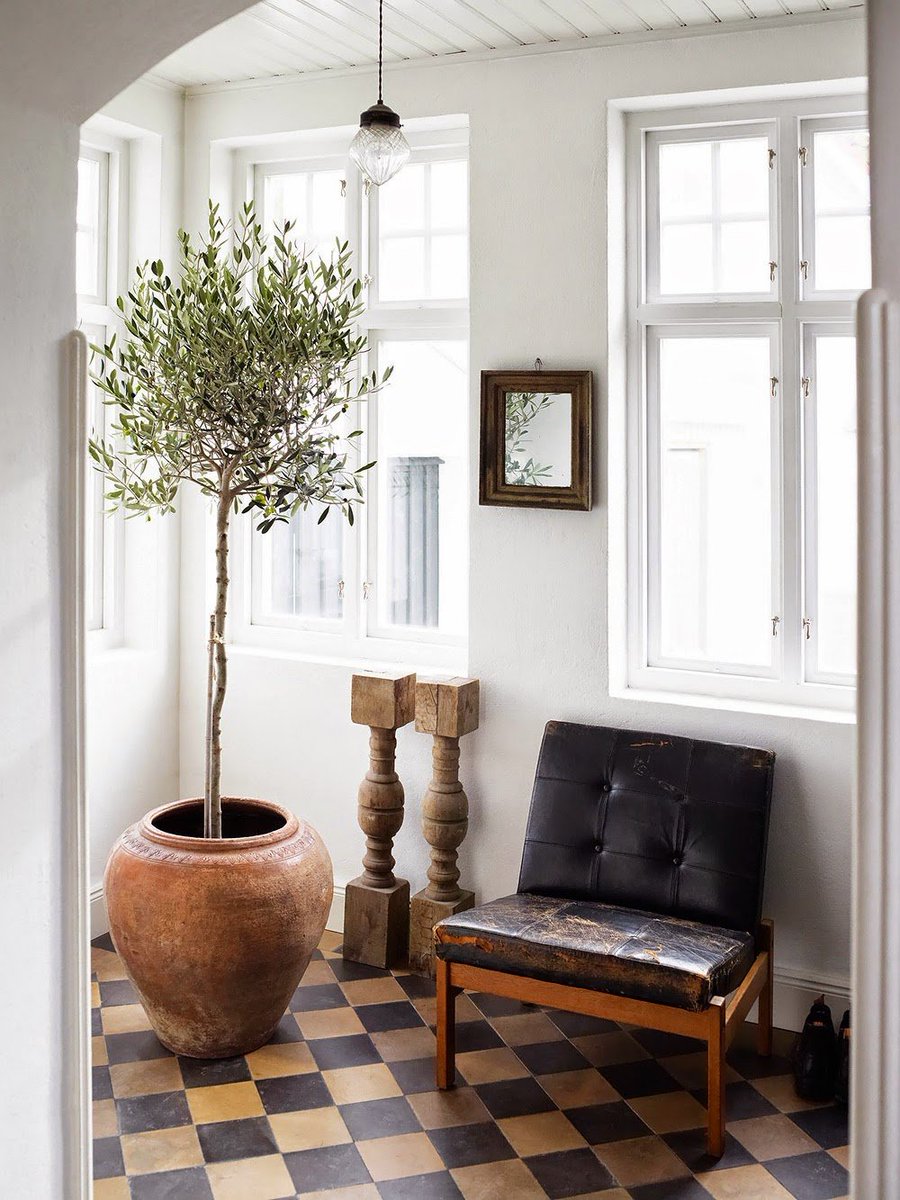 dcgstores's tweet photo. What do you think of having an indoor olive tree? I love their neutral, pale green color and versatile size. https://t.co/lhQXLe8UzJ