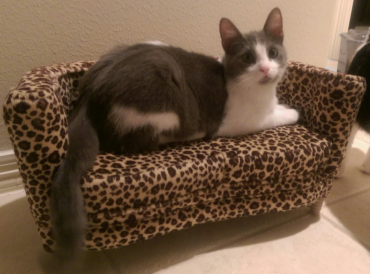 purrjamm's tweet photo. What's #jellybellyfriday it's not #meatloafmonday #unfug #Lilly Anna #CatsOfTwitter #cute #kitten @mister_chivers https://t.co/pokprZOPDh