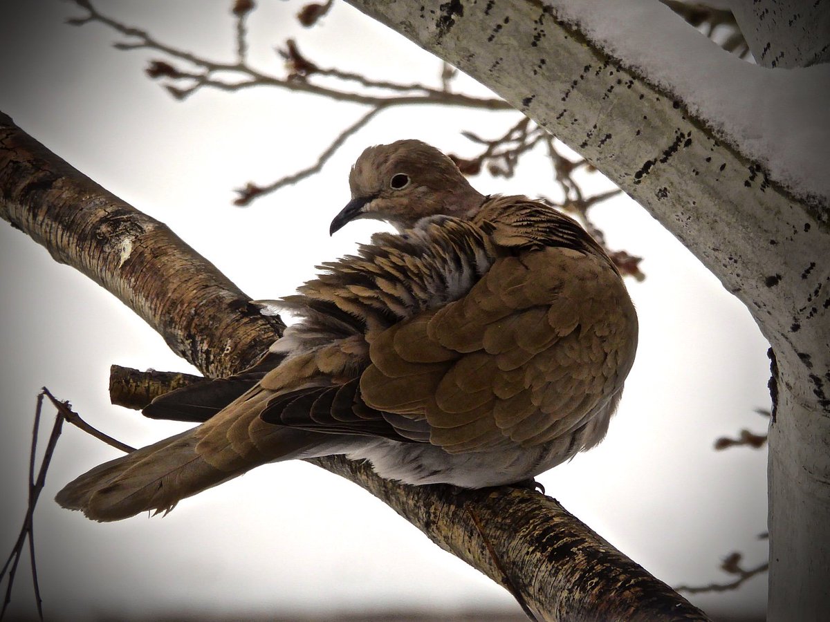 GingerHRobinson's tweet image. #PerchedDove in an #AspenTree:  #WaitingOuttheSnow, #Centennial, #Colorado, 2 Days ’Til #Spring, 18 Mar 16, 12:50.