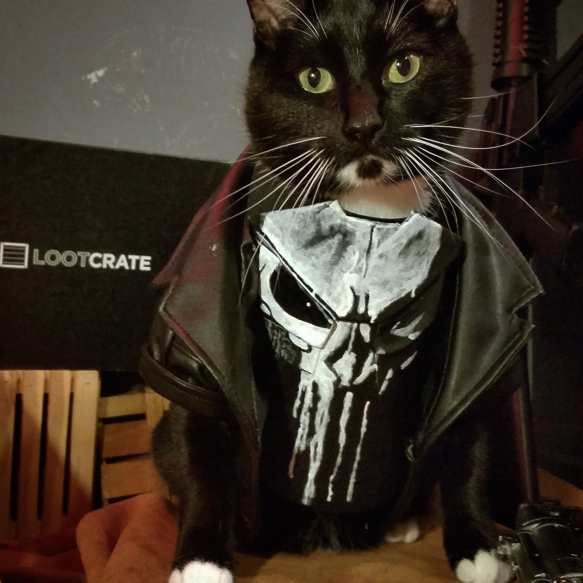 Cat_Cosplay's tweet photo. Debuting #ThePunisher, Frank Cat'sle...

And Matt'mew Murdock the Feline Without Fear.

#DaredevilSeason2 #Daredevil https://t.co/9rL0jpAB29