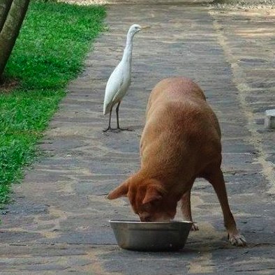 DogRescue2014's tweet photo. Sharing is caring! Please donate 1€ on #FeedEmFriday and help keep a rescue dog's bowl full! https://t.co/powS7JaDXG https://t.co/AzAgMCs75x