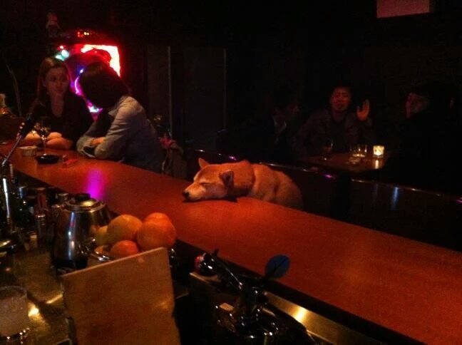 DogeTheDog's tweet photo. Wow
         So Friday
    Very bar
             Many drink
       Such party https://t.co/hZEdN1eEwl