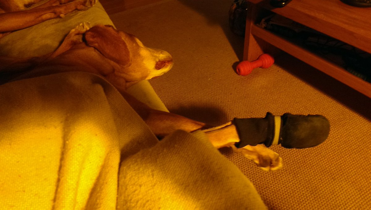 SpeakingVizsla's tweet photo. Still wearing the boot! #whymumwhy -Mag https://t.co/0iUjvsncmG