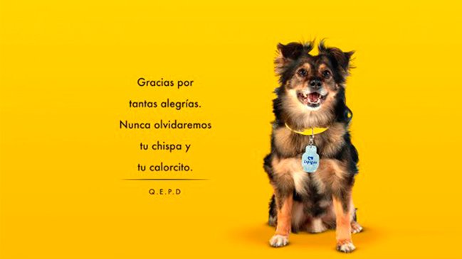Cooperativa's tweet photo. [Lo + leído] Murió el popular perrito de Lipigas: https://t.co/P4TVPzz7Qa https://t.co/f6iVMgP4N1