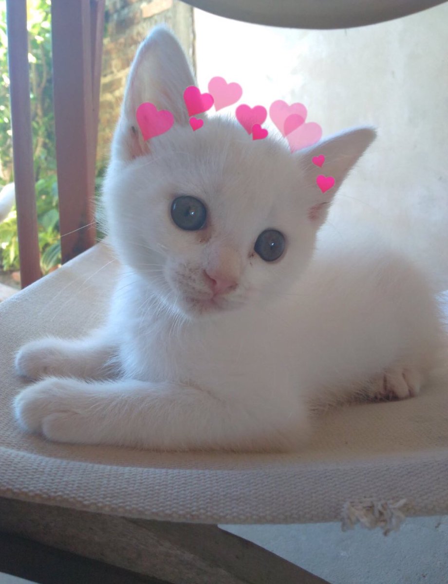 ️ (@catswithearts) on Twitter photo 