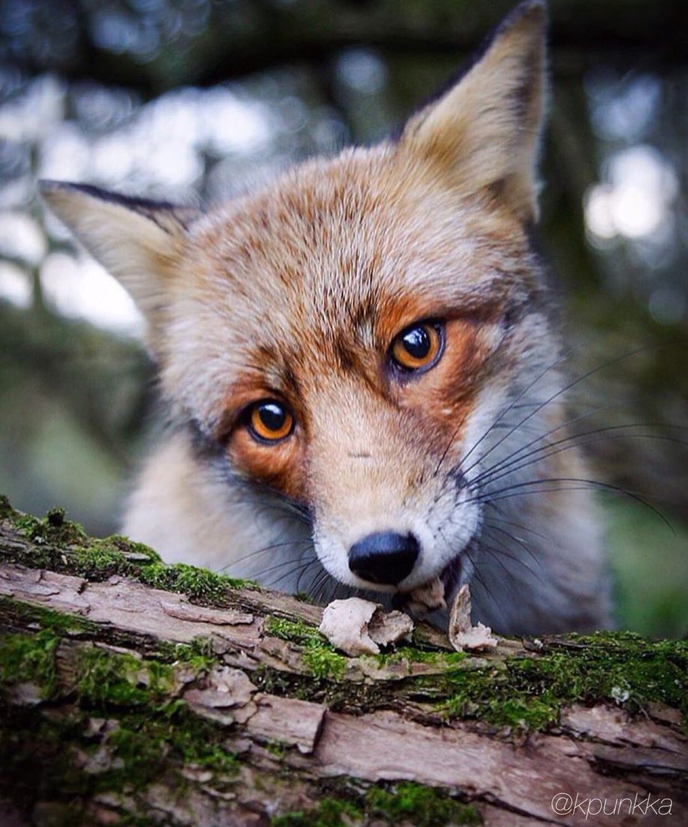 InstaDiscovered's tweet photo. Animals are the best models. https://t.co/SJZfpVnkYD