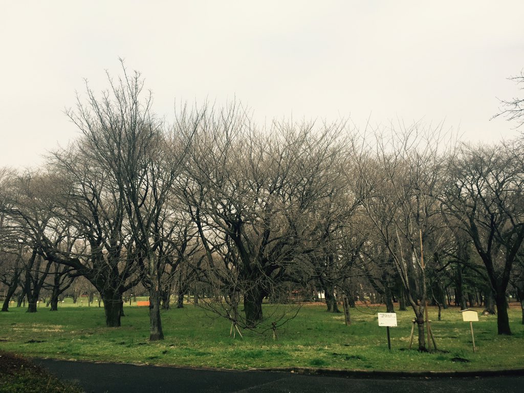 jsiddco's tweet image. Not yet Hanami time...