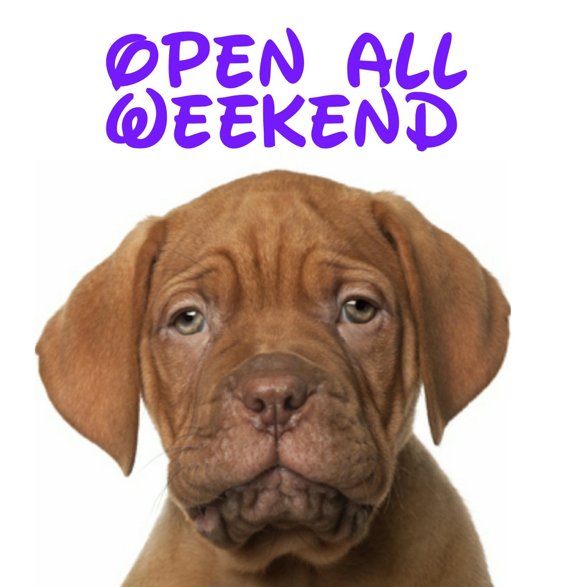 Poole Raw Pet Food (Pooleraw) Twitter