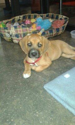 KriskoValentin1's tweet photo. Hola Amigos Por Favor Ayudarme My Campaña Ayúdame Dinero en Habitación Para My y Perrita Sara https://t.co/OuJDFTKiVN