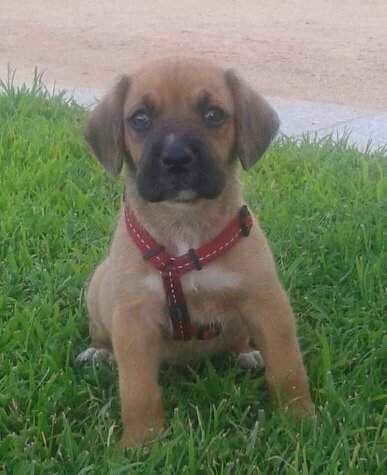 KriskoValentin1's tweet photo. Hola Amigos Por Favor Ayudarme My Campaña Ayúdame Dinero en Habitación Para My y Perrita Sara https://t.co/OuJDFTKiVN