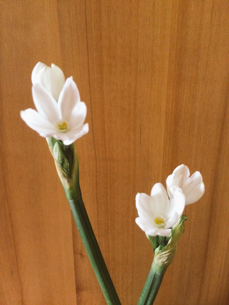 BloomingBees's tweet image. Dainty and delicate but full of scent and just keep popping! #narcissi #britishflowers #2DaysLater