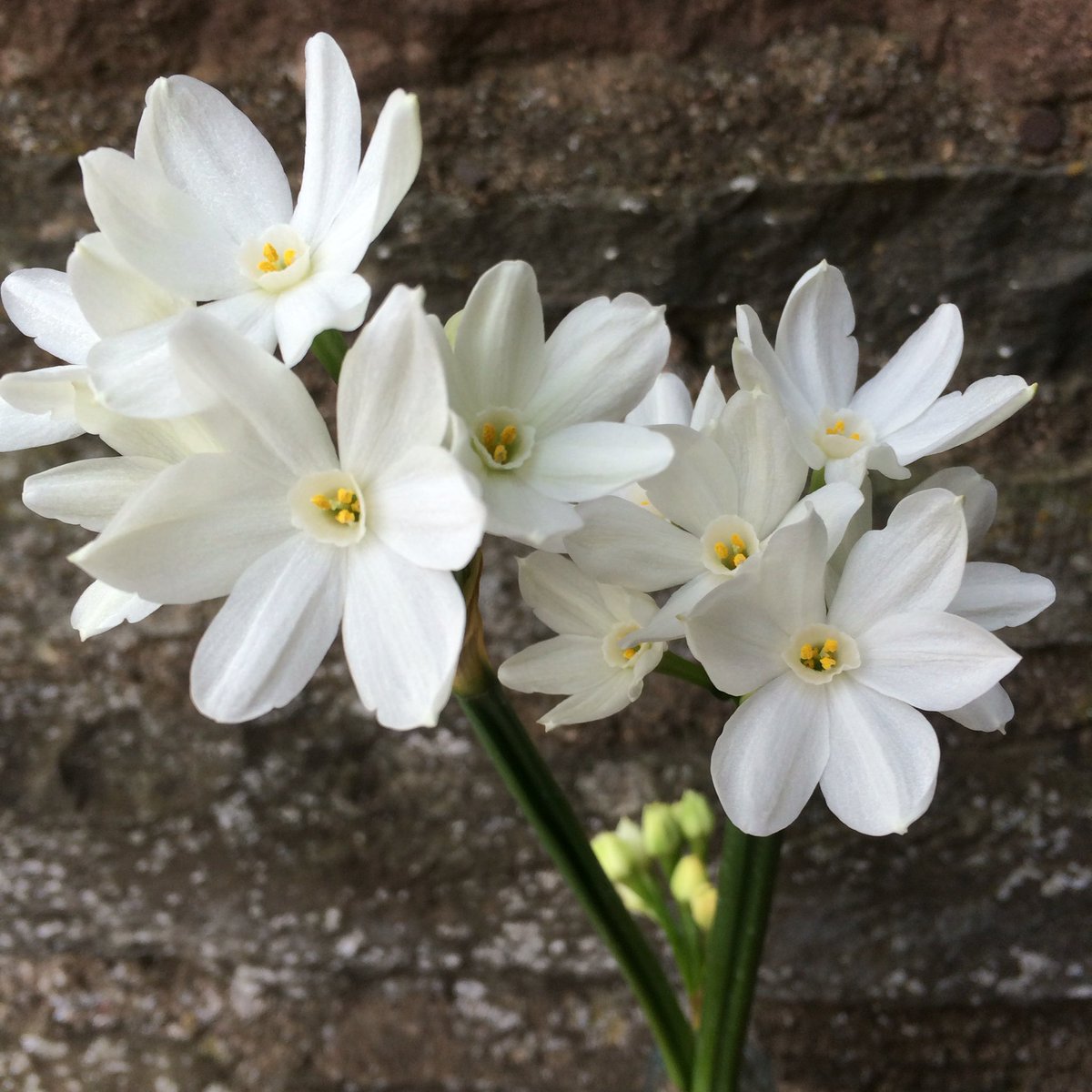 BloomingBees's tweet image. Dainty and delicate but full of scent and just keep popping! #narcissi #britishflowers #2DaysLater