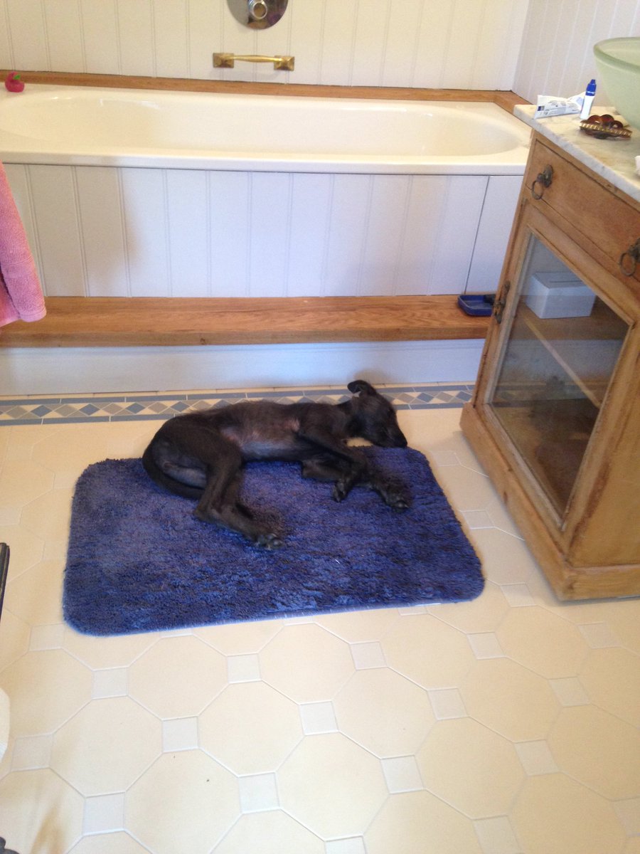 Doggiepubs's tweet photo. She has just installed underfloor heating in new bathroom it is Wonderful zzzzz https://t.co/mrlk3cbVoa