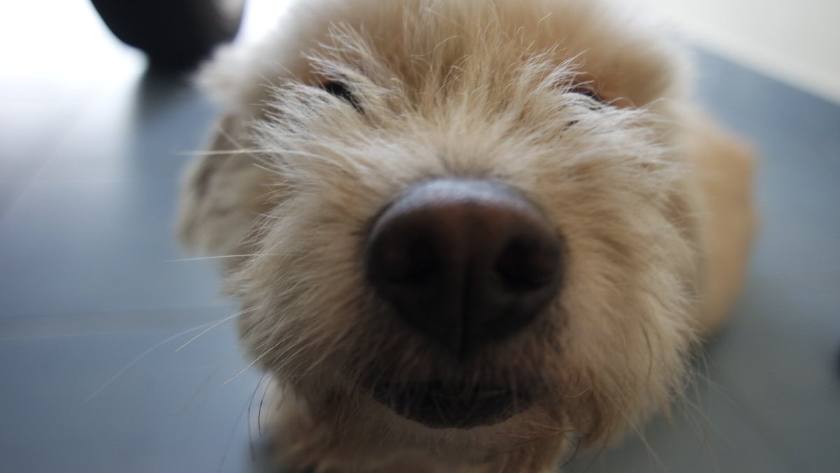 LaYuuno's tweet photo. #puppy #pet #mylulu #bignose https://t.co/kKOFCuV7ja